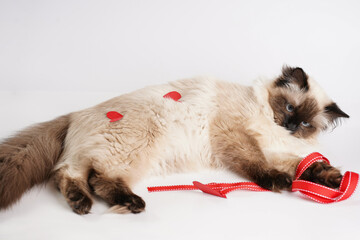 Curious beige colored ragdoll cat on white surface in valentine's day decoration - red hearts and...