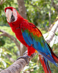 Guacamaya roja - scarlet macaw