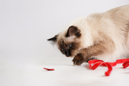 Curious beige colored ragdoll cat playing on white surface in valentine's day decoration - red hearts and ribbons