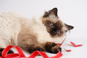 Curious beige colored ragdoll cat on white surface in valentine's day decoration - red hearts and...