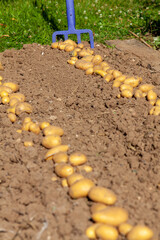 Récolte de pomme de terre au potager familial - rang de pomme de terre séchant au  soleil sur la terre
