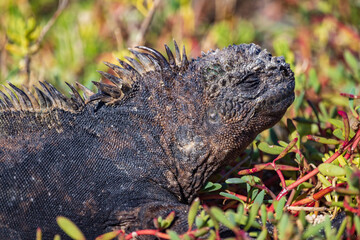 The marine iguana (sea or saltwater iguana) is only found in the Galapagos Islands. It has the unique ability to forage in the sea for algae and also live on land. Taken at Dragon Hill, Santa Cruz