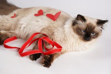 Curious beige colored ragdoll cat on white surface in valentine's day decoration - red hearts and ribbons