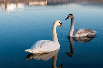 white swans group on the lake swim well under the bright sun