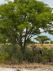 Oryx antelope in the wild. Safari in Africa, African savannah wildlife.