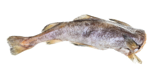 frozen headless cod fish isolated on white - obrazy, fototapety, plakaty