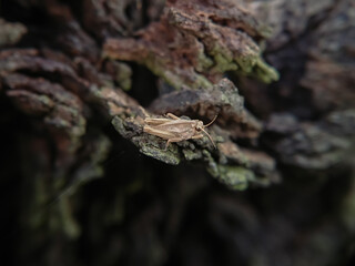 spider on a leaf