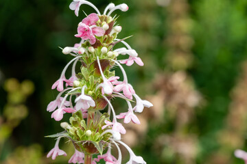 Close up of a Himalayan whorlflower (morina longifolia) in bloom