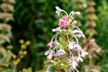 Close up of a Himalayan whorlflower (morina longifolia) in bloom