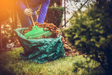 Raking leaves. The man is raking leaves with a rake. The concept of preparing the garden for...