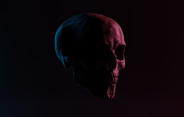 Female skull on a dark side view. 3d render, 3d illustration. Medical and anthropological concept. Human skull, medical research, human study.