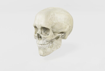 Female skull on a light side view. 3d render, 3d illustration. Medical and anthropological concept. Human skull, medical research, human study.