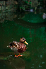 duck posing animal theme photography outdoor natural park land pond water scenic view, vertical format