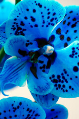 Orchidea blu su sfondo bianco