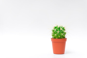 Small cactus on white background simple