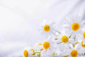 Obraz premium Camomile flowers on white blanket minimal