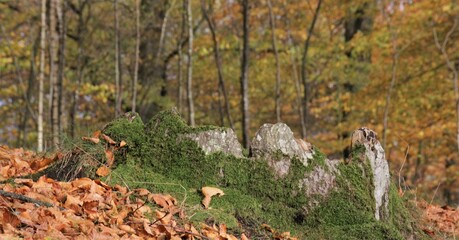 Naklejka na ściany i meble Moss on old tree stump in the autumn forest