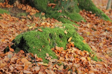 moss on the ground and autumn leaves