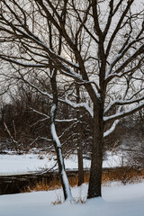 663-17 Winter Trees & Fresh Snow
