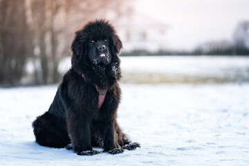 Pies rasy nowofunland siedzi na śniegu  - obrazy, fototapety, plakaty