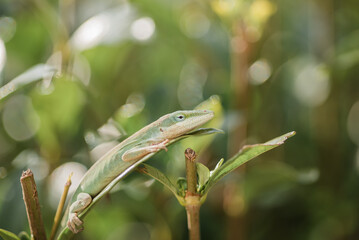 lizard on a branch