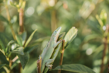 anole