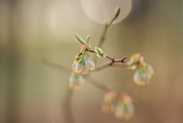 Blueberry buds