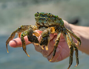 The guy holds a crab in his hand and is going to release it into the sea - the concept of love for nature.