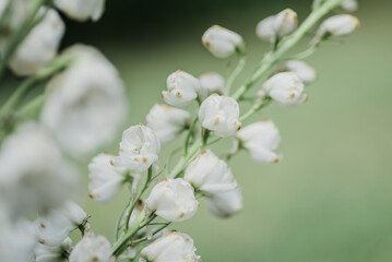 white flowers