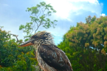 Kookaburra 
