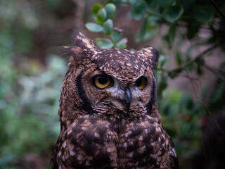 great horned owl