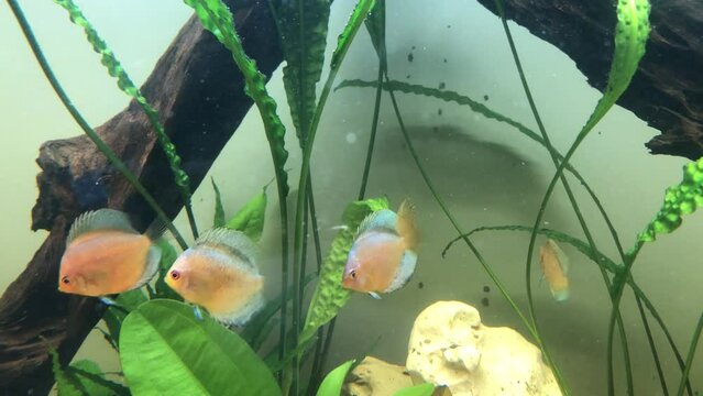 Kleine Diskusfische im Schwarzwasseraquarium.