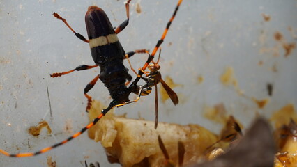 insect, macro, nature, animal, bug, spider, mosquito, closeup, black, fly, pest, ant, wildlife, close up, close, wing, isolated, close-up, predator, malaria, antenna, brown, fauna, blood, small