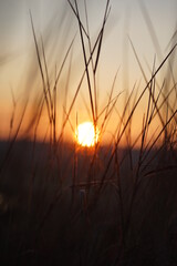 sunset in the grass