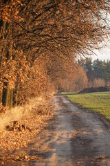 Naklejka premium sunset in the forest