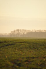 sunrise over the field