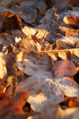 autumn leaves on the ground