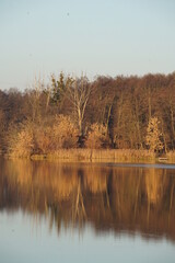 Fototapeta premium autumn in the forest