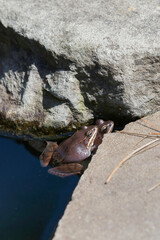 wood frog