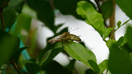 insect, nature, macro, bug, fly, beetle, bee, leaf, flower, animal, wasp, closeup, summer, black, close-up, garden, wildlife, detail, honey, yellow, grass, pest, wings, wing, wild