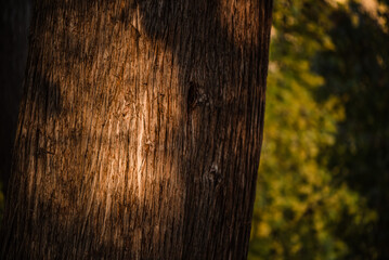 Detail of tree trunk texture