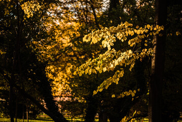 Beautiful yellow leaves at forest during autumn.