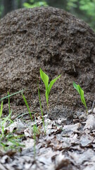 plant growing on the ground