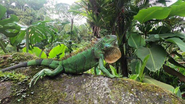 Video of Green iguana, Arenal National Park, La Fortuna, Costa Rica