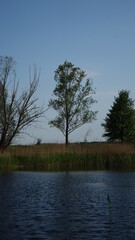 trees on the river