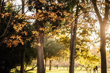 Beautiful path through the woods