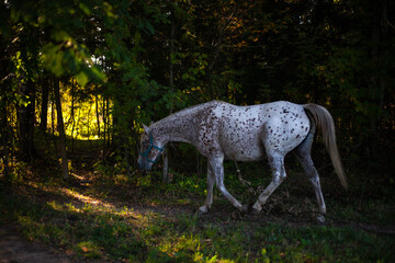 A horse with a beautiful color. Horse on the farm.