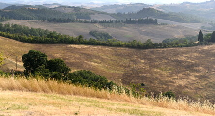 Gr&uuml;ne, h&uuml;gelige Landschaft der Crete Senesi