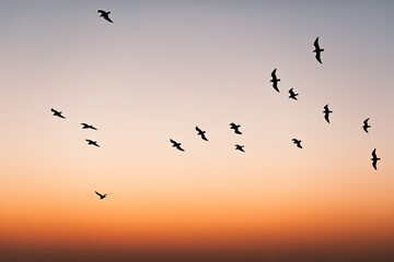 Flock of birds flying in the sunset