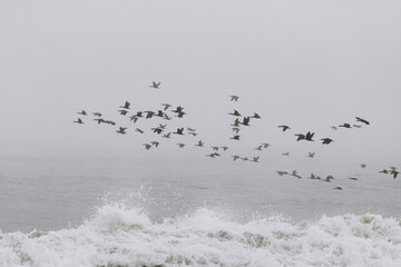 Flock of birds flying through the fog